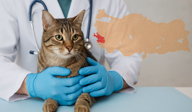 Kedilerde AIDS Hastalığı (FIV): Türkiye’de Yayılıyor mu?